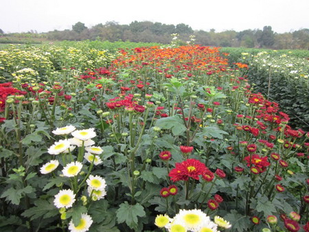 Colorful Phu Van flower village